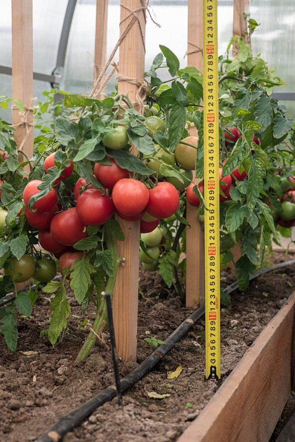 Партнер Томат ЛИМЕРЕНС F1 ^(0,05г) 2-ной пак, изображение 4