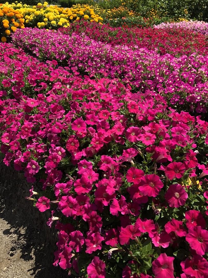 Партнер Петуния серия "Ма Шери" ФИОНА F1 /многоцветковая полуампельная ^(5шт в амп), изображение 6