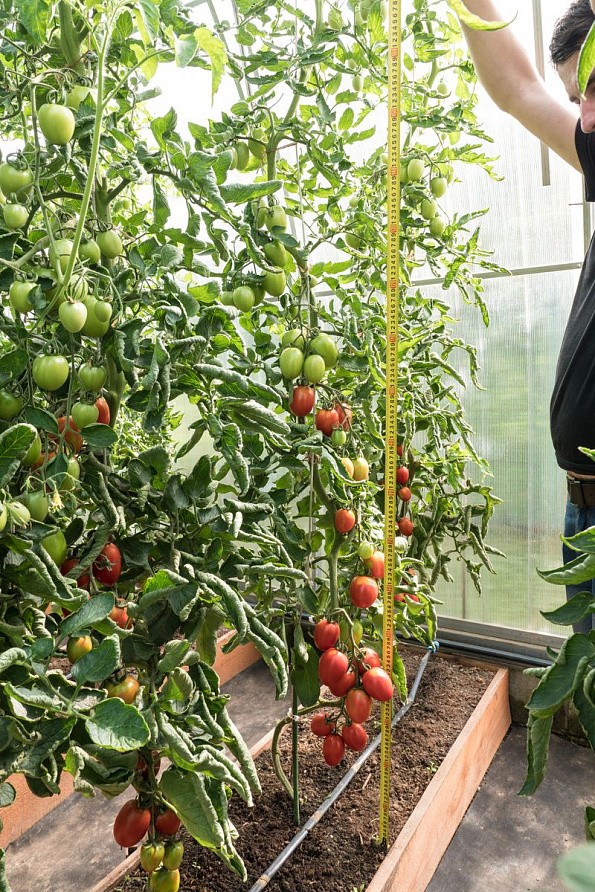 Партнер Томат ПОКРАСНЕВШАЯ НЕВЕСТА F1 ^(10шт) 2-ной пак, изображение 7