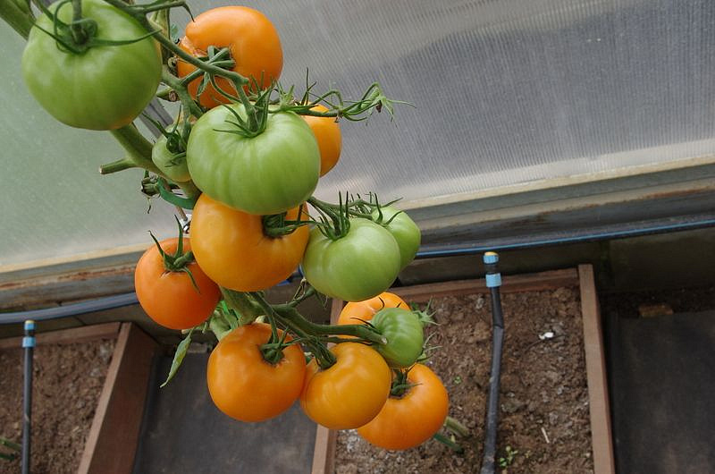 Партнер Томат ЗОЛОТОЙ ОРФЕЙ ^(0,05г) 2-ной пак, изображение 1