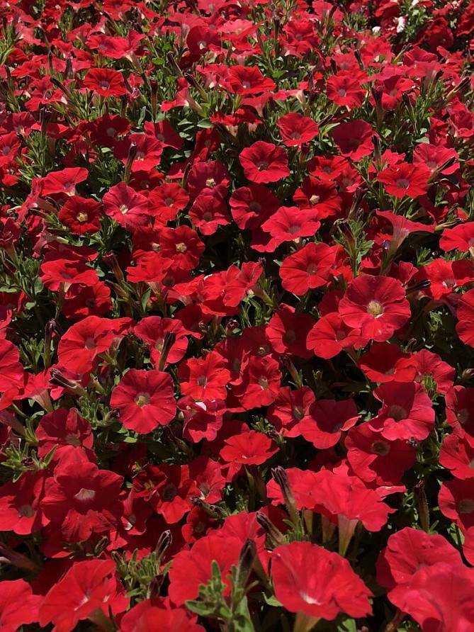 Партнер Петуния серия "Лагуна" ВИВЬЕН F1 / многоцветковая каскадно-ампельная^(5шт в амп), изображение 1