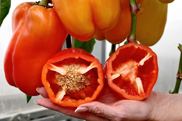 Перец Арчи F1