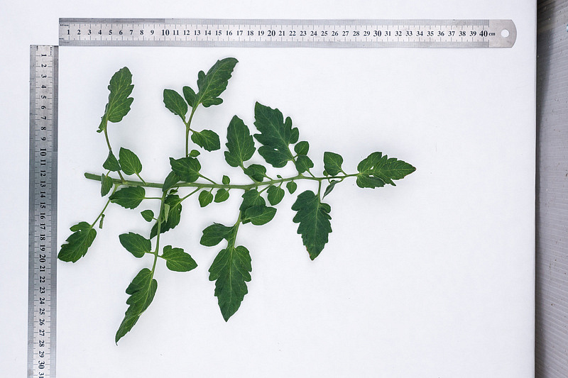 Партнер Томат ЧЕРРИ ЛИТЛПИНКИ F1 ^(10шт) 2-ной пак, изображение 2