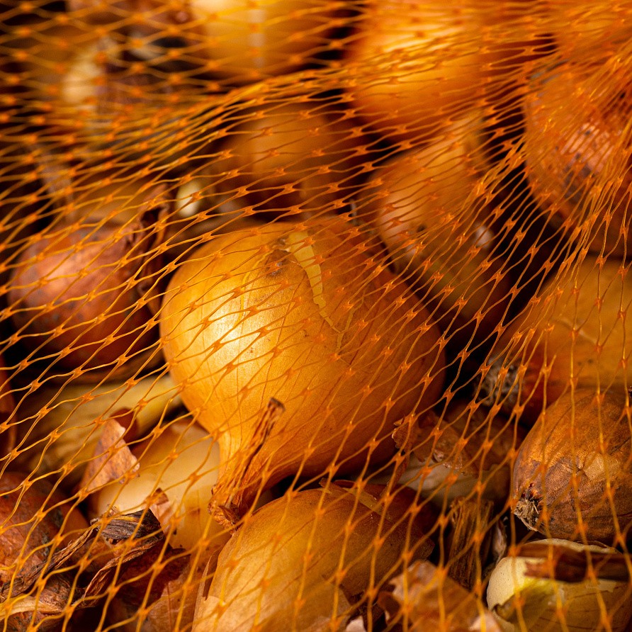 Лук-севок Штуттгартер-Ризен ^500 г, изображение 1