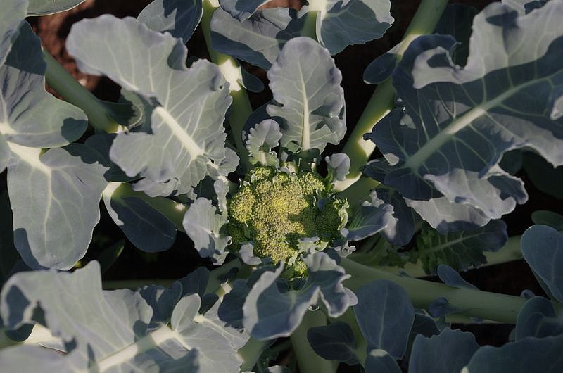 Партнер Капуста брокколи ГРИН МЭДЖИК F1 ^(10шт в амп), изображение 3