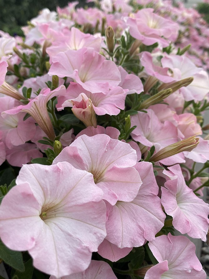 Партнер Петуния серия "МиМи" АВРОРА F1 /многоцветковая каскадная ^(5шт в амп), изображение 2