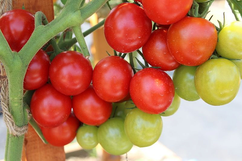 Партнер Томат ДИРИЖЕР F1 ^(10шт) 2-ной пак, изображение 4