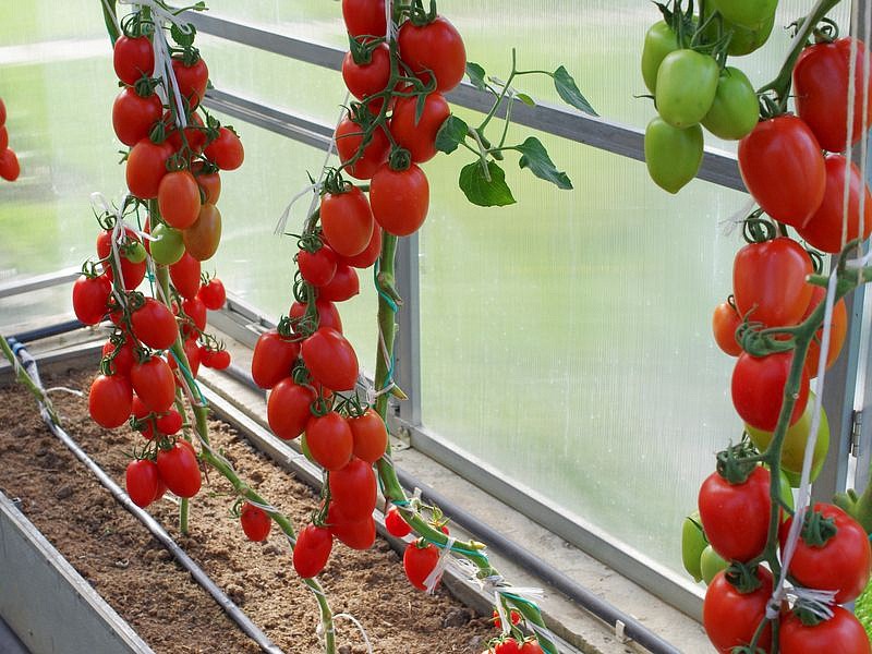 Партнер Томат МИЛЛЕНИУМ F1 ^(10шт) 2-ной пак, изображение 3