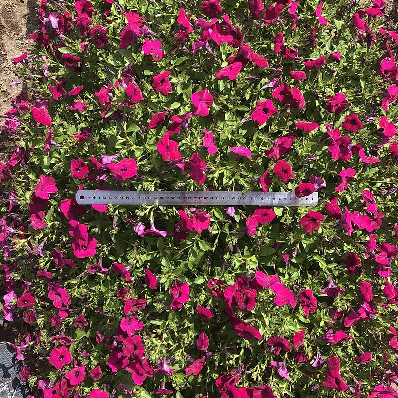 Партнер Петуния серия "Амбре" ГАБРИЭЛА F1 /многоцветковая каскадная ^(5шт в амп), изображение 2