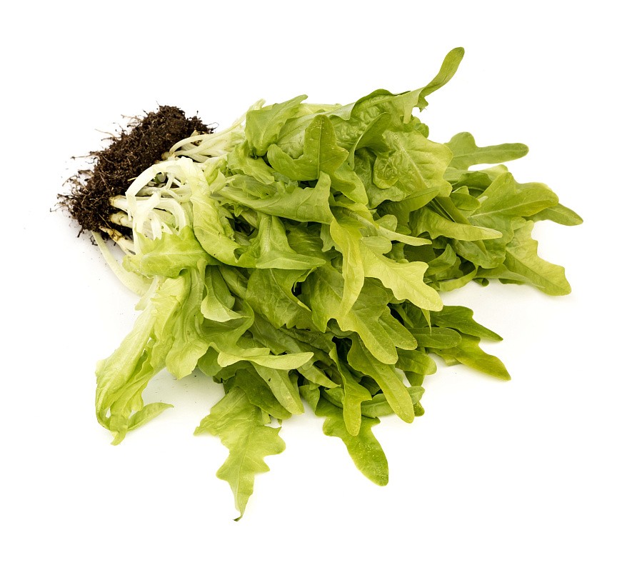 Партнер Салат листовой ДУБАЧЕК МС ^(0,5г), изображение 6