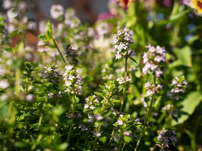 Партнер Тимьян РАДУЖНЫЙ ^(0,2г), изображение 2