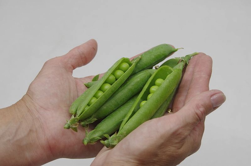 Партнер Горох овощной ПРЕМИУМ ^(25шт), изображение 3