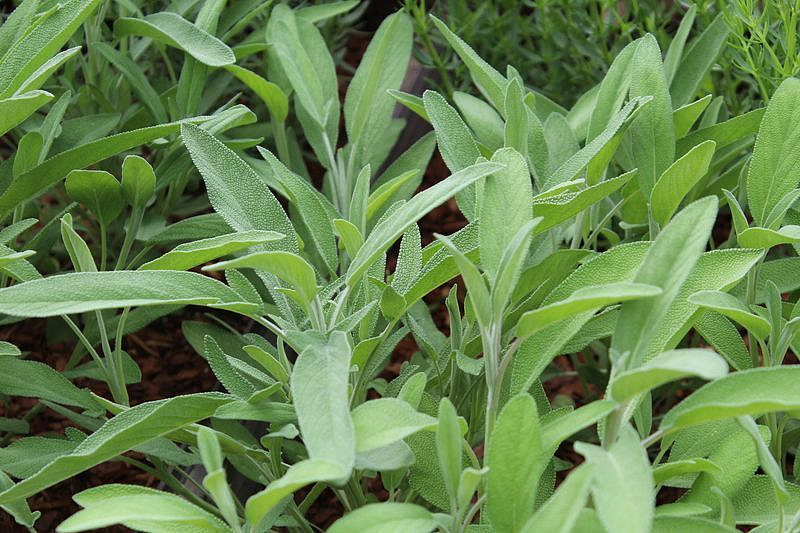 Партнер Шалфей лекарственный АЙБОЛИТ ^(0,5г), изображение 2