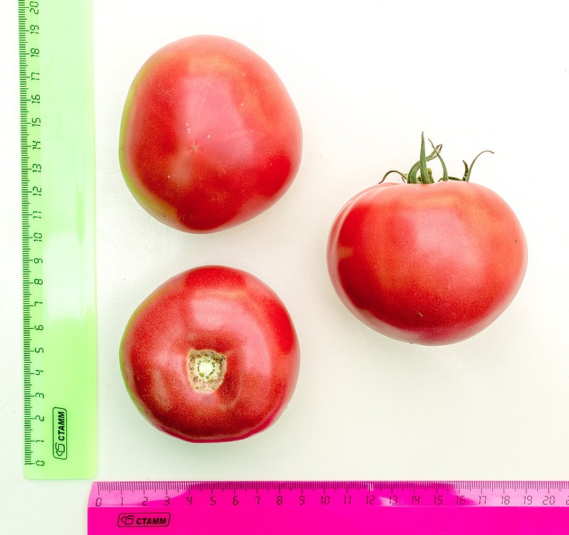 Партнер Томат СПАРТАНЕЦ F1 ^(5шт) 2-ной пак, изображение 1