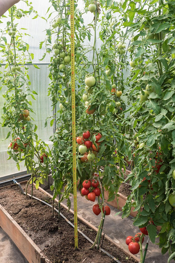 Партнер Томат ДЕМЕТРА F1 ^(10шт) 2-ной пак, изображение 8