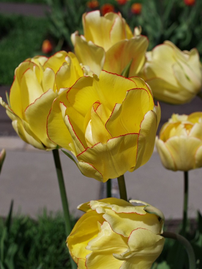 Партнер Тюльпан махровый поздний Акебоно ^(5шт/уп), изображение 3