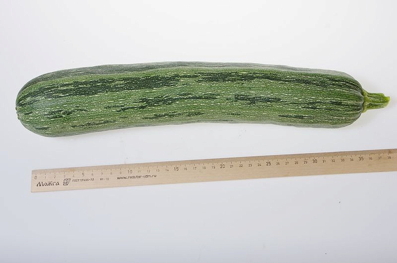 Партнер Кабачок ЗЕБРА ^(10шт), изображение 4