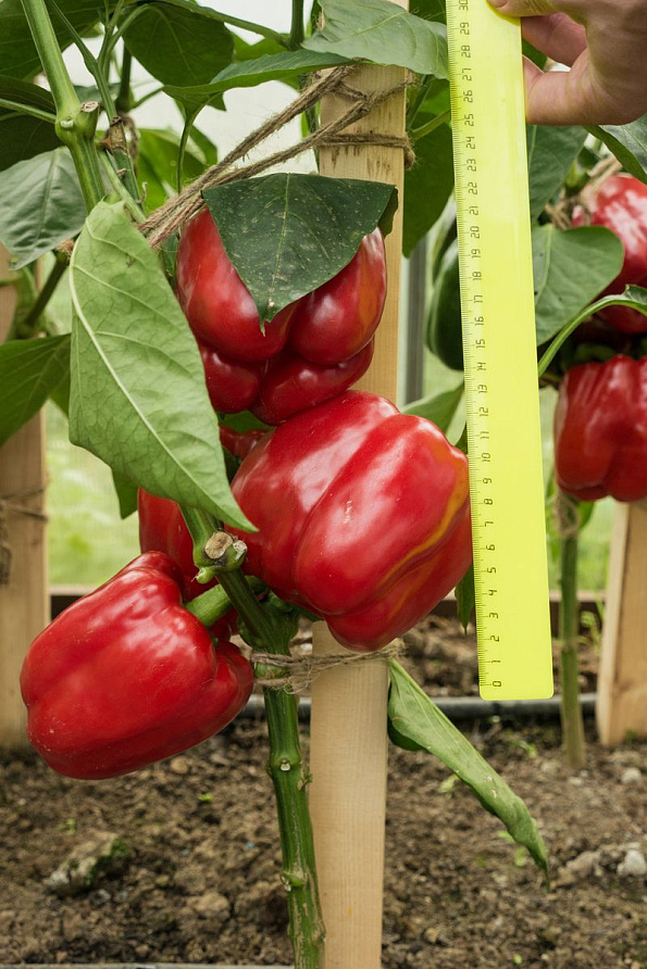 Партнер Перец ПАРТНЕР F1 ^(5шт) 2-ной пак, изображение 4