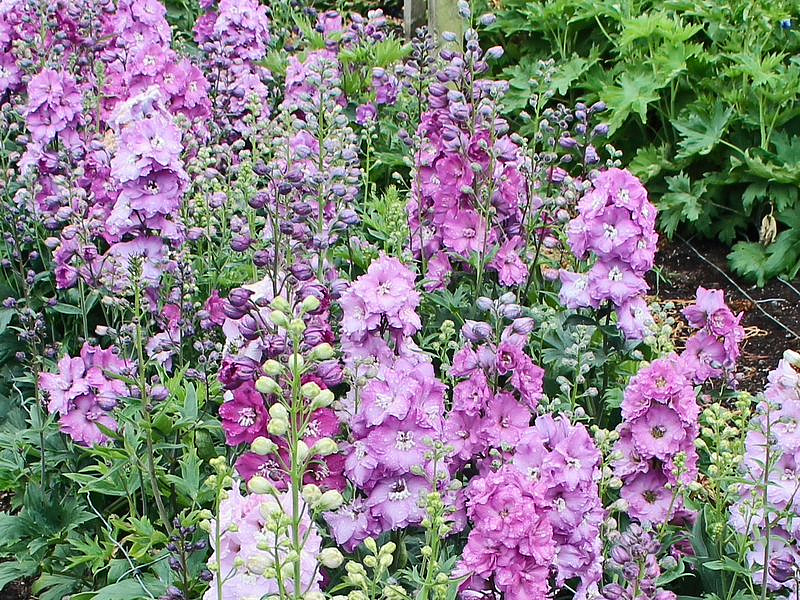 Партнер Дельфиниум F1 новозеландский МИНИ ПИНК ^(3шт), изображение 2