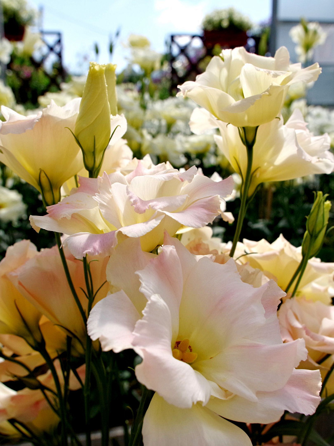 Партнер Эустома F1 срезочная махровая МАДАМ БАТТЕРФЛЯЙ ^(5шт в амп), изображение 2