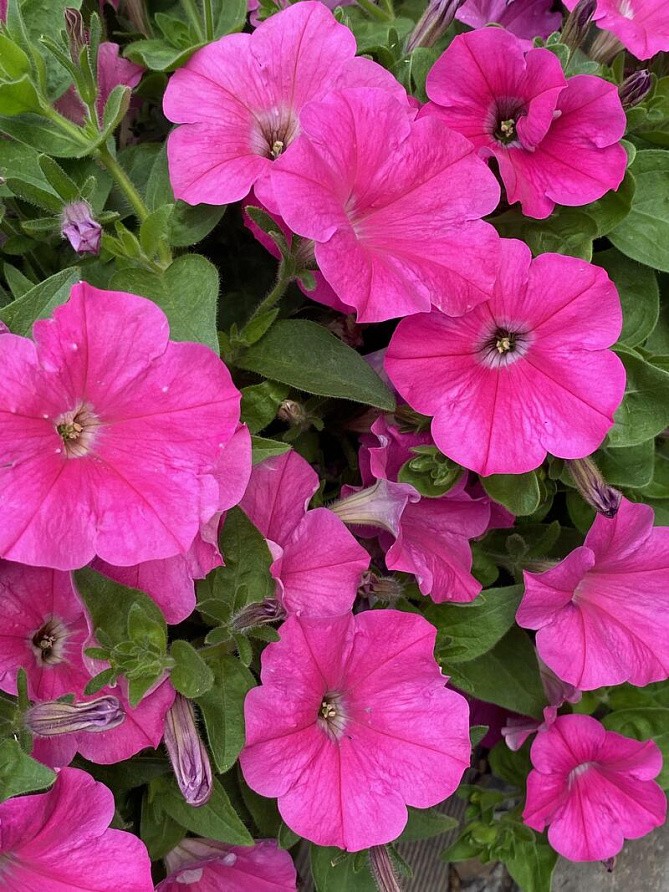 Партнер Петуния серия "Итальянка" РОЗАБЕЛЛА F1 / многоцветковая каскадная^(5шт в амп), изображение 5