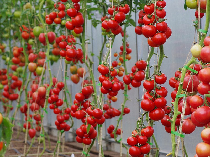 Партнер Томат МИРАНДАЛИНА F1 ^(5шт) 2-ной пак, изображение 3