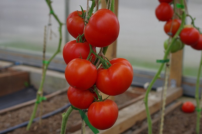 Партнер Томат СТАРПОМ F1 ^(10шт) 2-ной пак, изображение 1