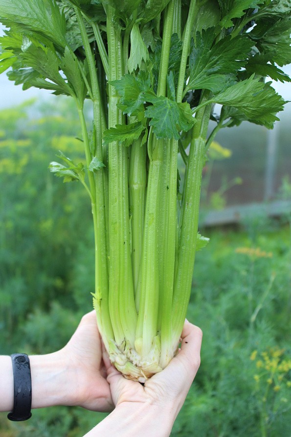 Партнер Сельдерей черешковый МАЛАХИТ ^(0.3г), изображение 3