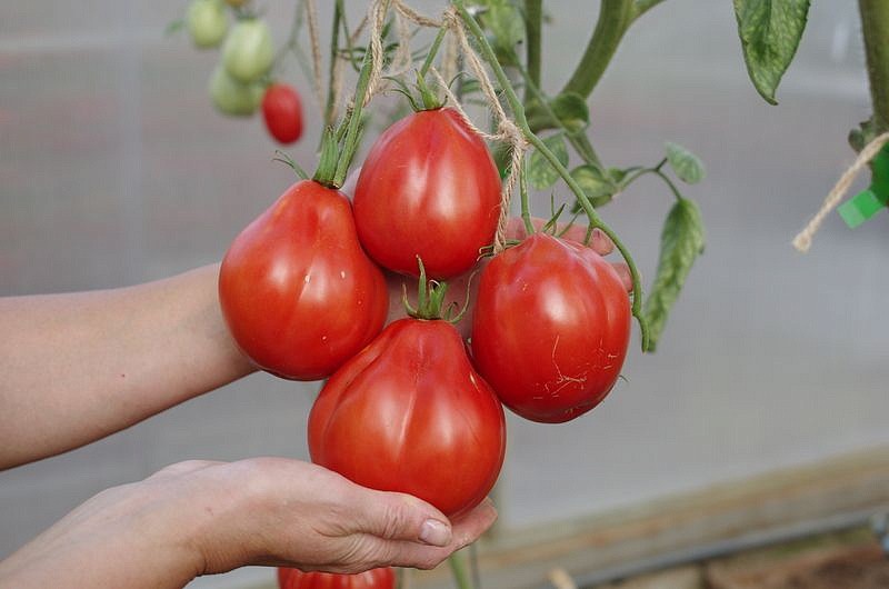 Партнер Томат КАХУРИ ^(0,05г) 2-ной пак, изображение 4