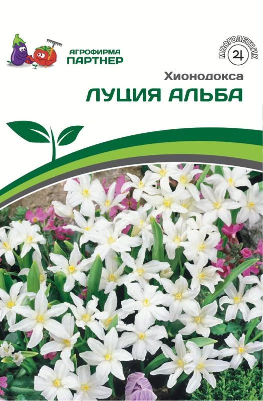 - Партнер Хионодокса Луция Альба ^(25шт/уп)