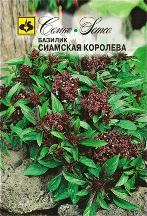 Семко Базилик зеленый СИАМСКАЯ КОРОЛЕВА ^(0,25г) фото, описание
