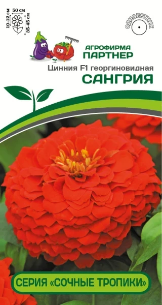 Партнер Цинния F1 САНГРИЯ / георгиновидная ^(4шт) 