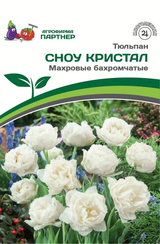- Партнер Тюльпан махровый бахромчатый Сноу Кристал ^(5шт/уп)
