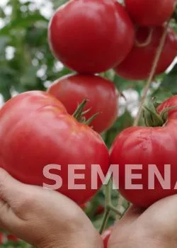 Купить семена Партнер Томат ГОРДОСТЬ ЗАСТОЛЬЯ F1 ^(10шт) 2-ной пак вМоскве, доставка по России - интернет-магазин: цена оптом, в розницу