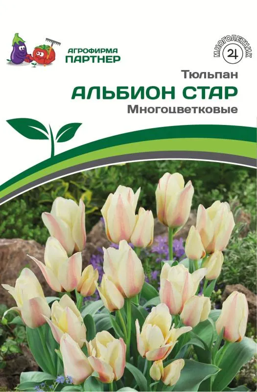 - Партнер Тюльпан многоцветковый Альбион Стар ^(5шт/уп) фото, описание