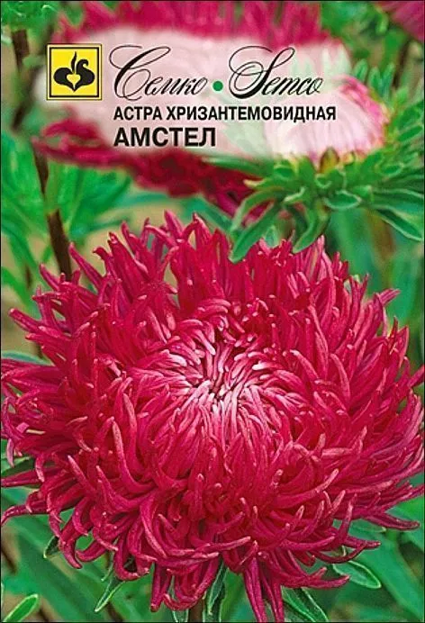 Семко Цветы Астра хризантемовидная АМСТЕЛ ^(0,5г) фото, описание
