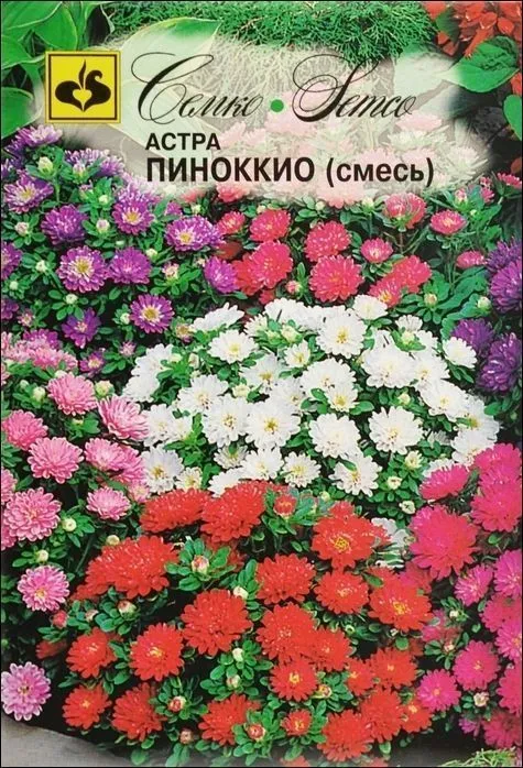 Семко Цветы Астра ПИНОККИО (смесь) ^(0,2г) фото, описание