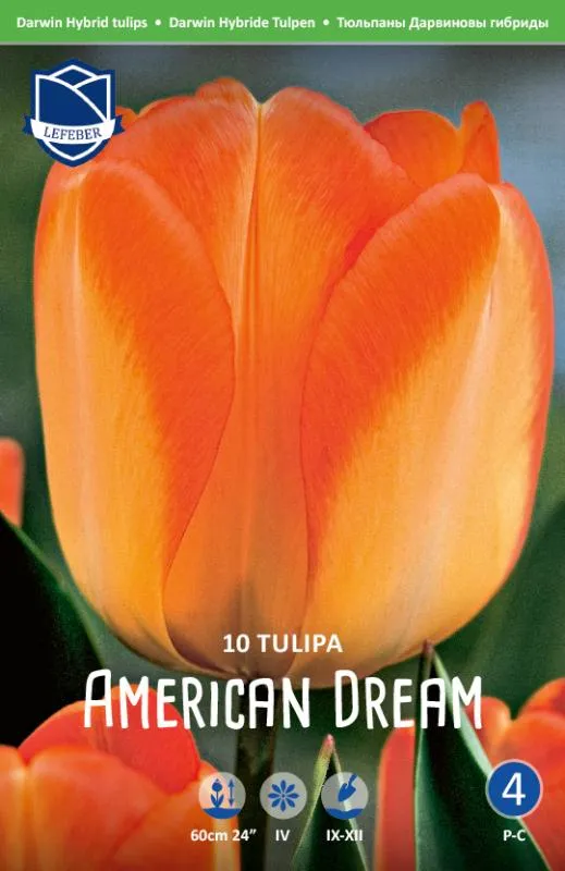 Тюльпан Американ Дрим ^(10шт/уп) фото, описание