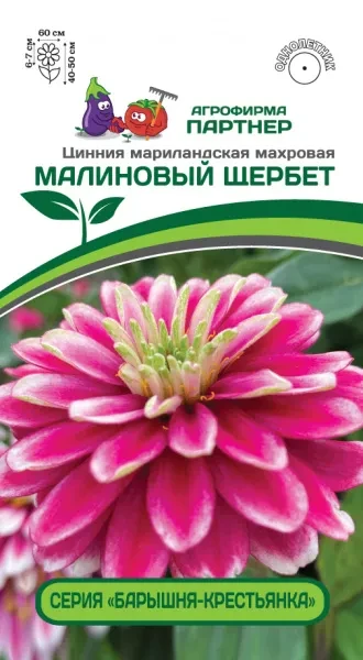 Партнер Цинния МАЛИНОВЫЙ ЩЕРБЕТ / мариландская махровая ^(5шт) 