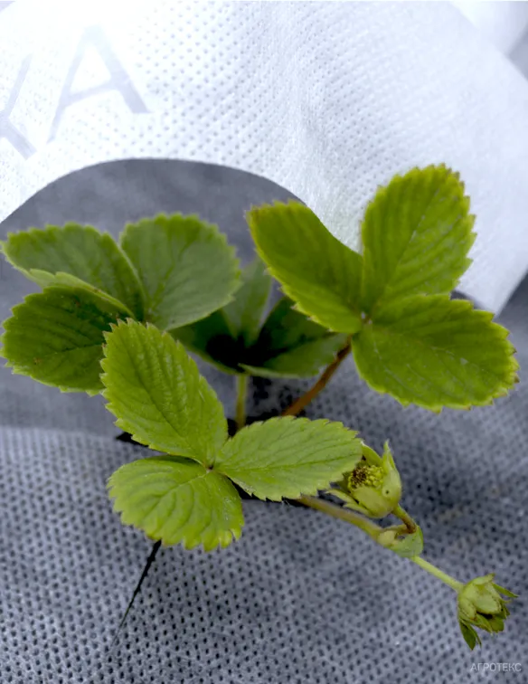 Агротекс Комплект для Земляники, изображение 1