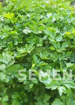 Партнер Петрушка листовая ИТАЛЬЯНСКИЙ ГИГАНТ ^(2г) фото 3