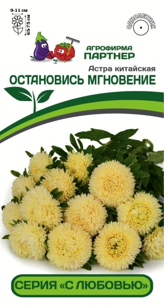 Партнер Астра китайская ОСТАНОВИСЬ МГНОВЕНИЕ ^(5шт в амп)