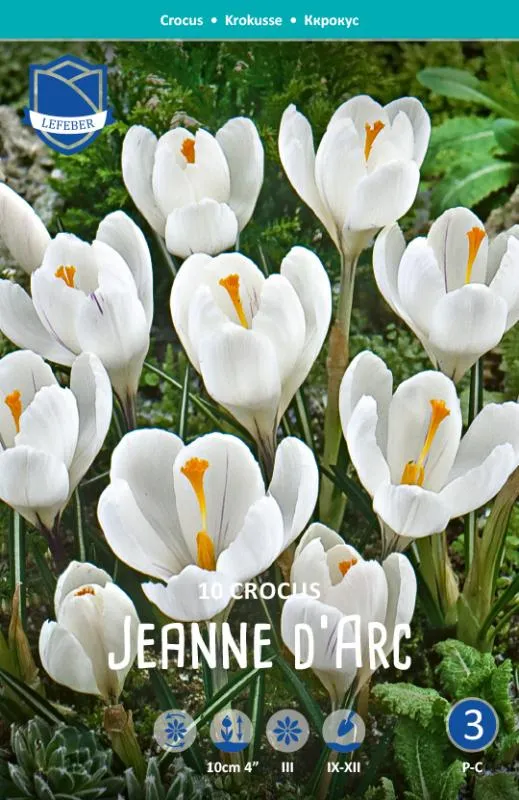 Крокус Жанна д'Арк ^(10шт/уп) фото, описание