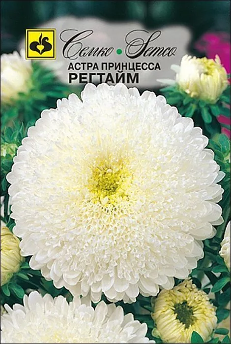 Семко Цветы Астра принцесса РЕГТАЙМ ^(0,5г) фото, описание