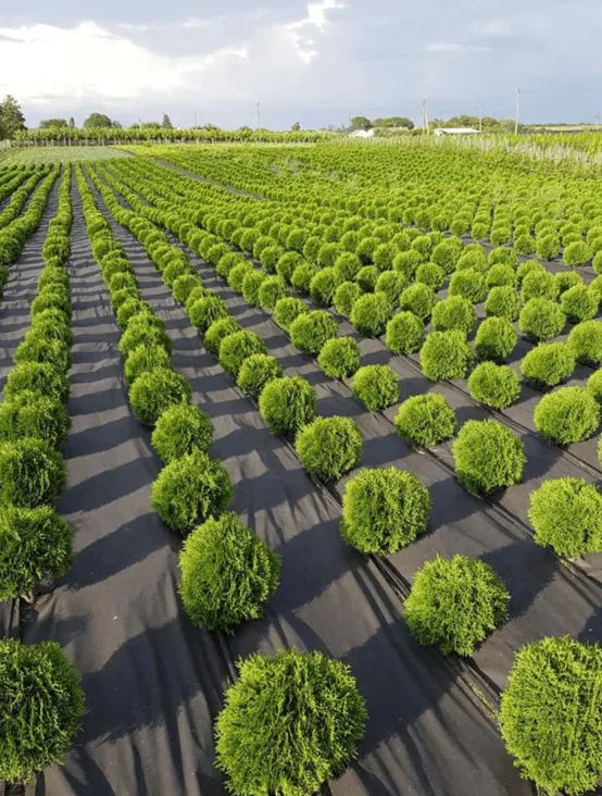 Агротекс 80 (1,6*10м) чёрный, изображение 5