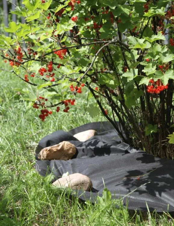 Агротекс Приствольный круг d-1,6м (5шт/уп), изображение 2