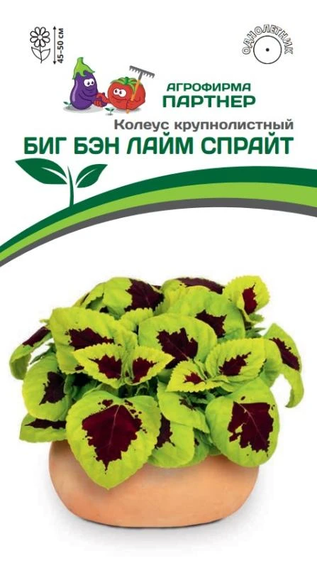 Партнер Колеус БИГ БЭН ЛАЙМ СПРАЙТ / шлемниковидный ^(5шт в амп)