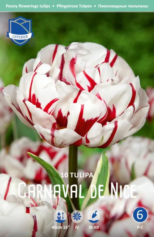 Тюльпан Карнавал де Найс ^(10шт/уп) фото, описание