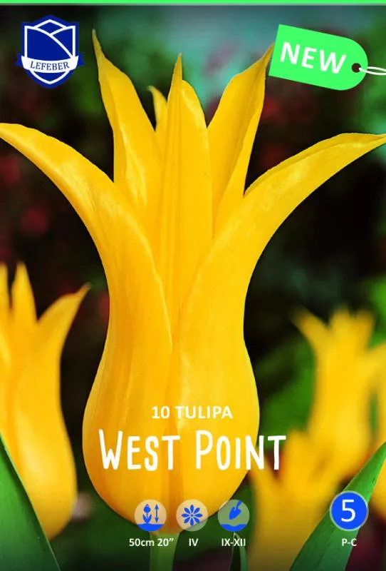 Тюльпан Вест Пойнт ^(10шт/уп) фото, описание