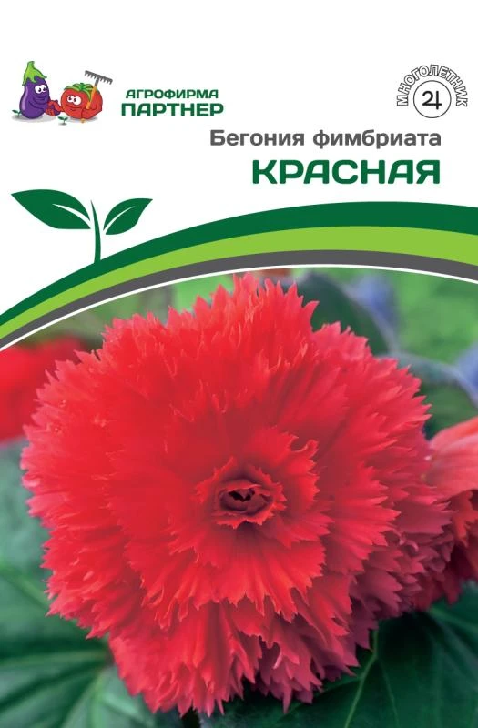 - Партнер Бегония фимбриата КРАСНАЯ ^ 1 луковица